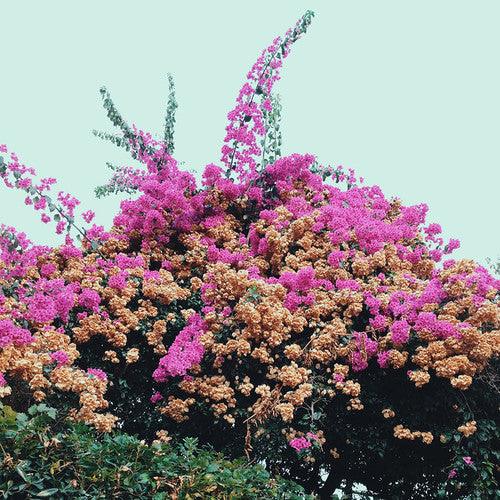 Jay Som - Turn Into [CD]