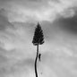 Manchester Orchestra - A Black Mile To The Surface [CD]