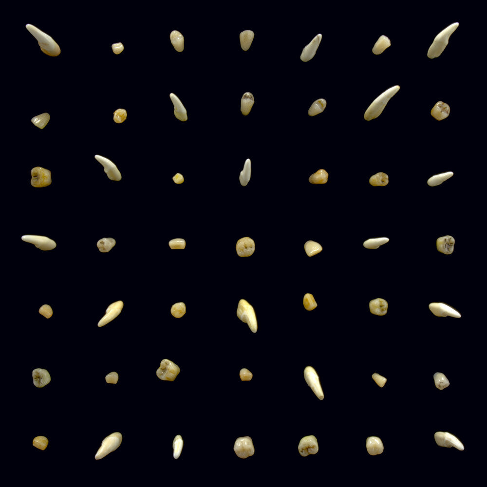 clipping. - Visions Of Bodies Being Burned [CD]