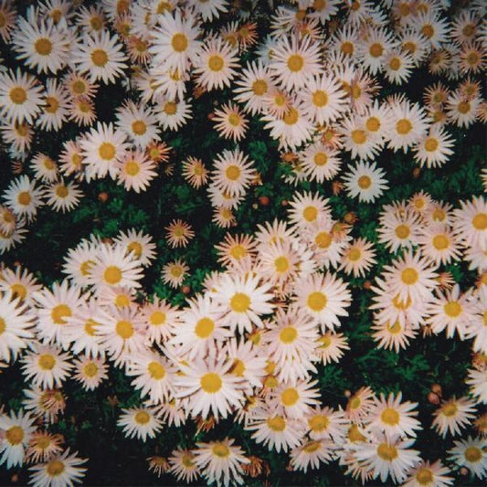 Bad Bad Hats - Bad Bad Hats [Colored Vinyl] (Pnk)