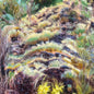 Swim Surreal - In The Half Light [CD]