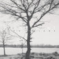 Rico Friebe - Maintenant (Aus) [LP]