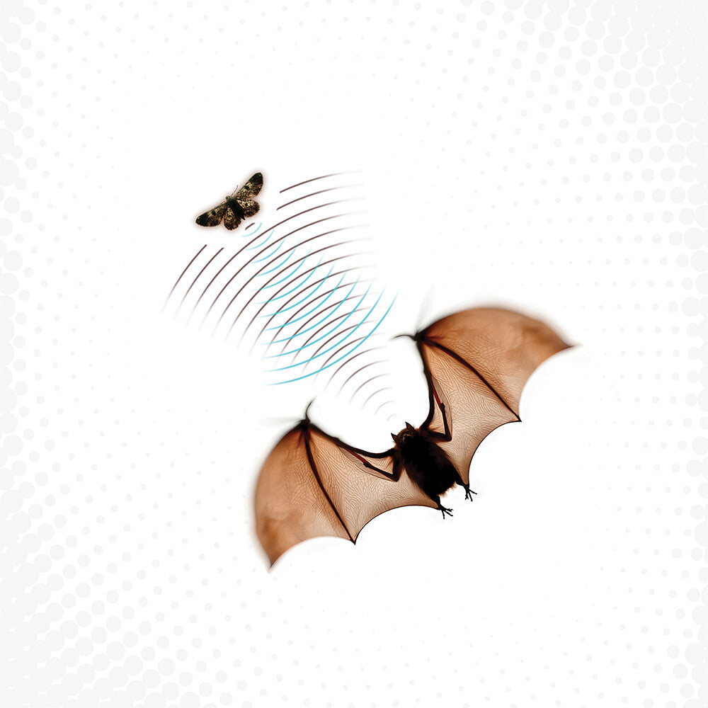 Batsauce - Echolocation [LP]