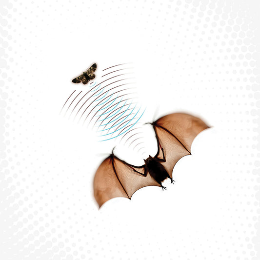 Batsauce - Echolocation [LP]