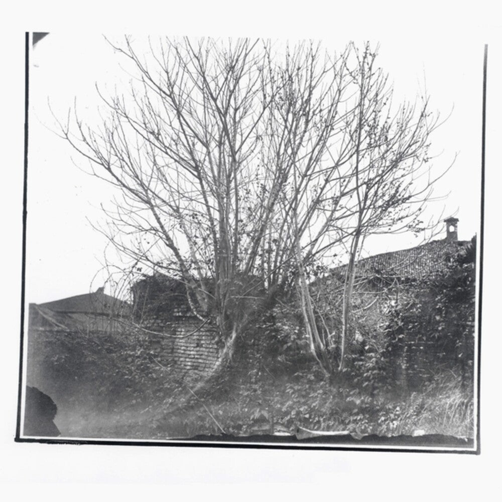 Siavash Amini - Caligo [CD]