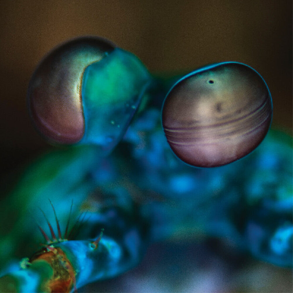 Melvin Gibbs - Amasia: Anamibia Sessions 2 [Clear Vinyl]