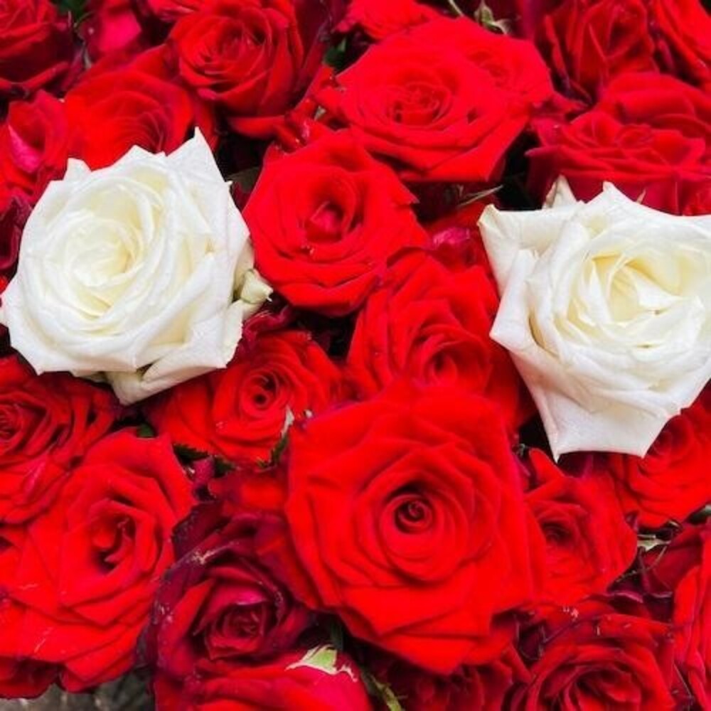 Hyenacar - Cut All The Red Threads Of Destiny That Run [CD]