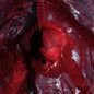 the album cover for Blackwater Holylight - Not Here Not Gone - Red [Colored Vinyl] (Red)