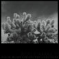 the album cover for Derek Monypeny  / Corcoran,Kevin - Abacomancy