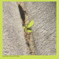 the album cover for Booker Stardrum - Close-Up On The Outside