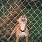 the album cover for Knocked Loose - Pop Culture [Colored Vinyl] (Wht) (Bice) (Spla)