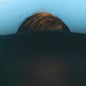 the album cover for Cor De Lux - Year Of The Horse