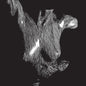the album cover for Oceansize - Self Preserved While The Bodies Float Up