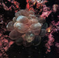 the album cover for Tulei - Tulei